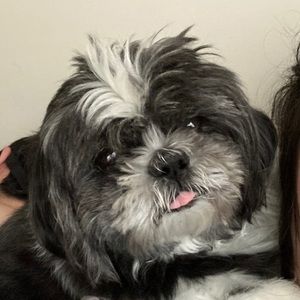 Meet your Posher, Allie